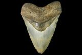 Huge, Fossil Megalodon Tooth - North Carolina #158228-1